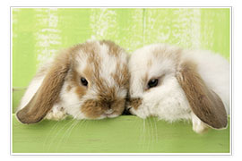 Premium poster Two rabbits