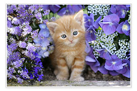 Poster  Ginger cat in flowers - Greg Cuddiford