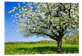 Acrylglas print  Blossoming trees in spring rural meadow - Peter Wey