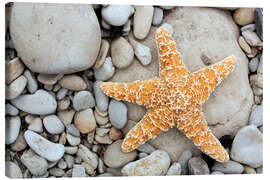 Canvas print  Starfish on a beach - Tony Craddock