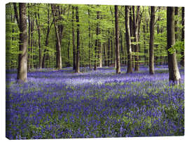 Canvas print  Bluebells in woodland - Adrian Bicker