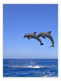 Premium poster  Playful dolphins - Stuart Westmorland