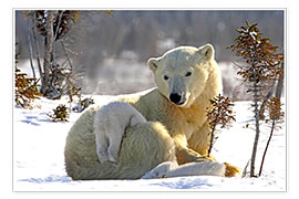 Premium poster Mother Polar Bear 