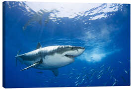 Canvas print  Great white shark in the Caribbean - Dave Fleetham