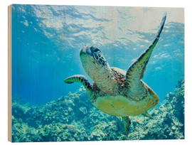 Hout print  Green sea turtle off Hawaii - M. Swiet