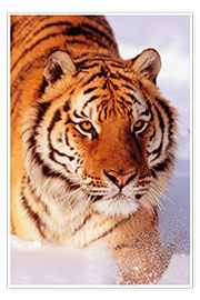 Premium poster Sibirian Tiger