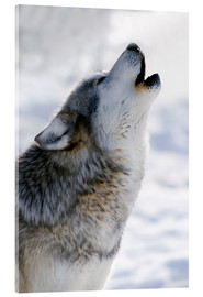 Acrylglas print  Howling Wolf Grey - Mark Newman