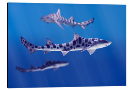 Aluminium print  Leopard sharks - Don Hammond