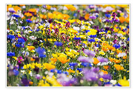 Premium poster Wildflowers