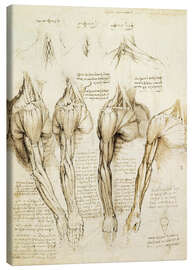 Canvas print  Spieren van schouders, armen en nek - Leonardo da Vinci