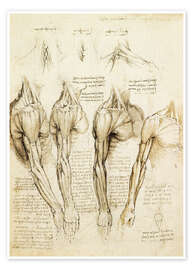 Premium poster  Spieren van schouders, armen en nek - Leonardo da Vinci