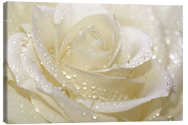 Canvas print  White rose with drops - Atteloi