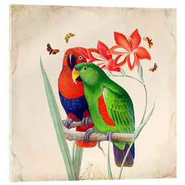 Acrylglas print  Oh My Parrot I - Mandy Reinmuth