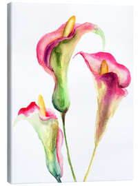 Canvas print  Calla lilies