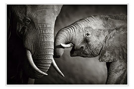 Poster  Baby elephant interacting with Mother - Johan Swanepoel