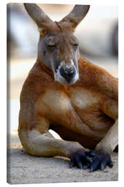 Canvas print  Chillout kangaroo