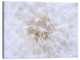 Canvas print  Dandelion - white as snow