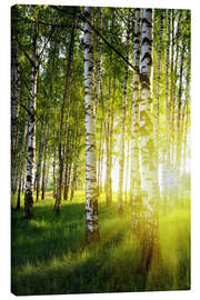 Canvas print  Birches flooded with light