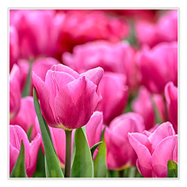 Poster Tulips in pink