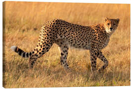 Canvas print  Cheetah looking for its prey
