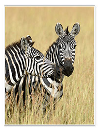 Poster Zebra friendship