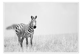 Premium poster  Zebra colt