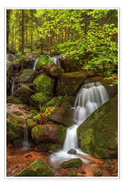 Premium poster Waterfall in the forest