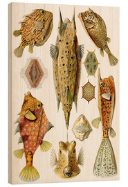 Hout print  Ostraciontes cowfish species - Ernst Haeckel