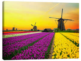 Canvas print  Dutch windmills and fields of tulips