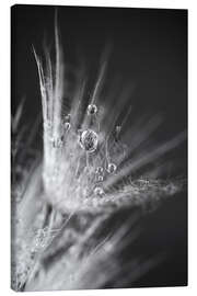 Canvas print  Dew drops on dandelion