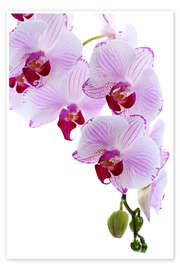 Premium poster  Orchid branch