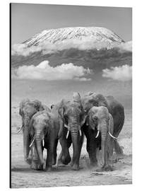 Aluminium print  Een horde olifanten voor de Kilimanjaro