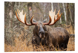 PVC print  Moose in the forest - Doug Lindstrand