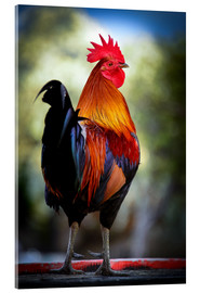 Acrylglas print  Tail feathers of a rooster