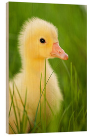 Hout print  Duckling