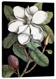 Canvas print  Magnolia - Mark Catesby