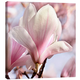Canvas print  Magnolia blossom in the sunshine - Atteloi