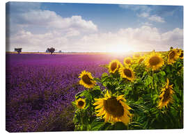Canvas print  Lavender and sunflowers fields , Provence - Elena Schweitzer