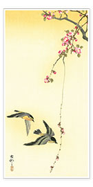 Poster  Starlings and Cherry Tree - Ohara Koson
