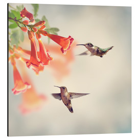 Aluminium print  Hovering hummingbirds