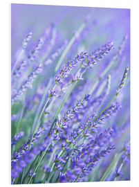 PVC print  Purple Lavender