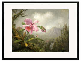 Ingelijste kunstdruk  Orchid and Hummingbird - Martin Johnson Heade