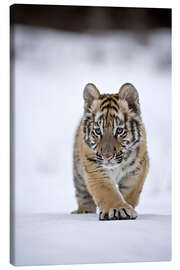 Canvas print  Siberian Tiger cub, walking on snow - FLPA