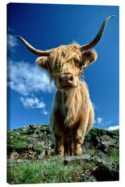 Canvas print  Scottish highland cattle - Duncan Usher