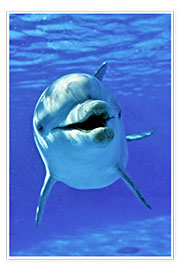 Premium poster  Flipper - bottlenose dolphin - Gérard Lacz