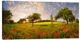 Canvas print  Poppy meadow at sunset - Michael Rucker