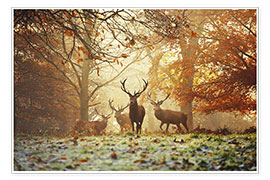 Poster  Edelherten in een herfstachtige bos - Alex Saberi