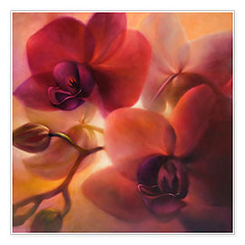 Poster Orchids II