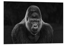 PVC print  Portrait of a Gorilla - Manuela Kulpa