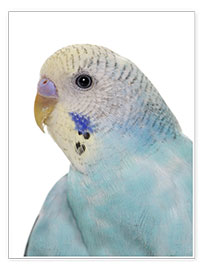 Poster Young, blue budgerigar